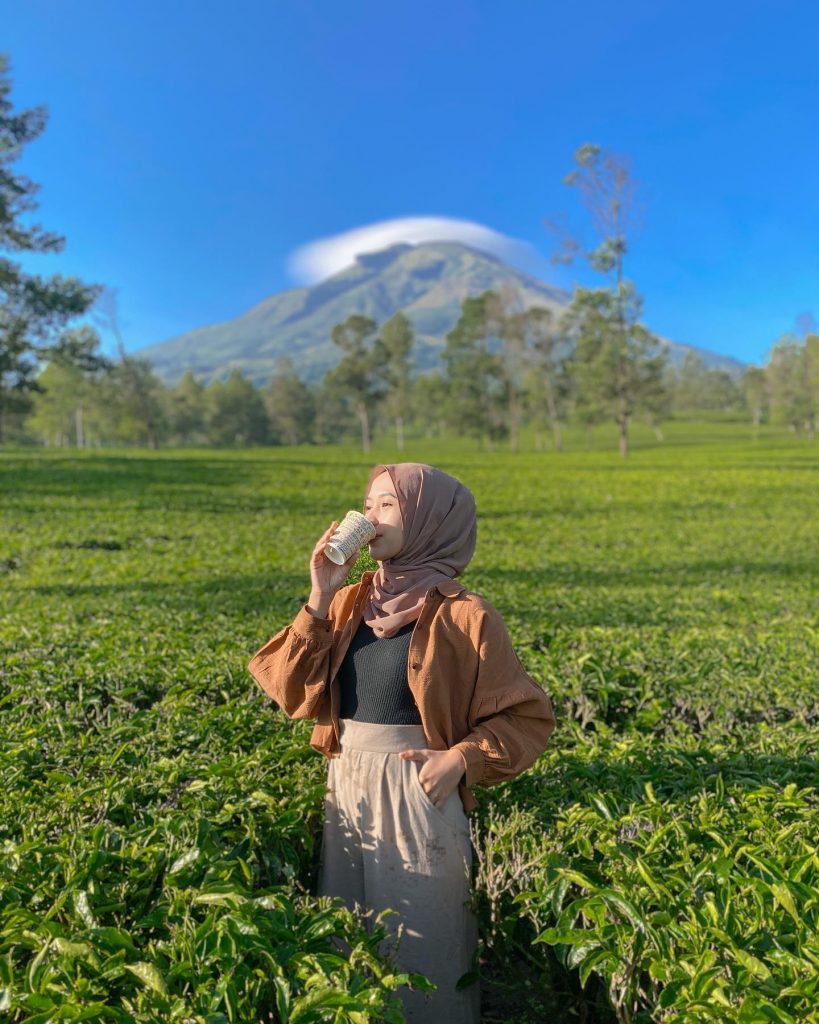 Sedang Butuh Healing? Yuk, Berkunjung Ke Kebun Teh Tambi!