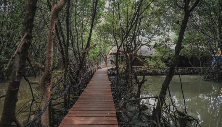 hutan mangrove pantai indah kapuk