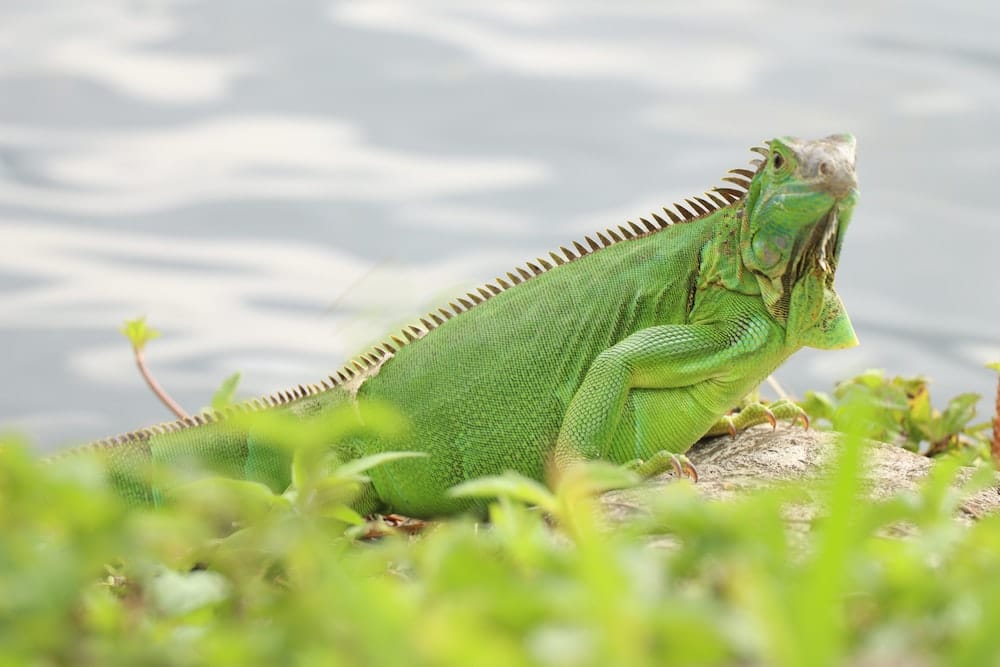 iguana hijau hewan peliharaan