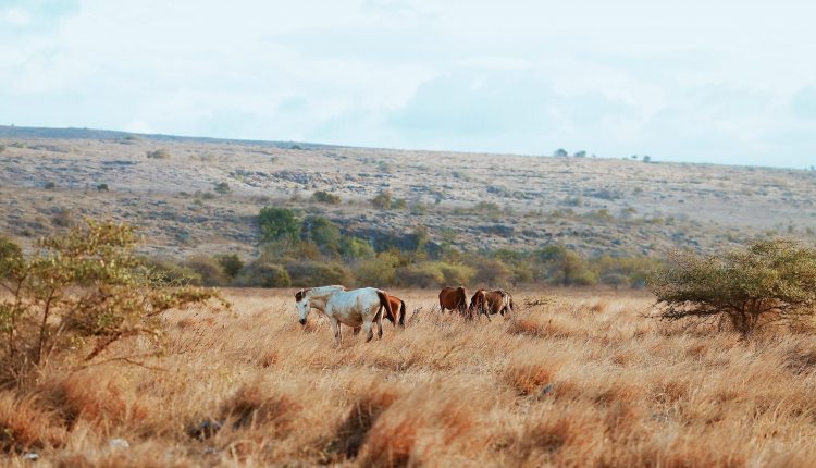 puru kambera sumba indonesia