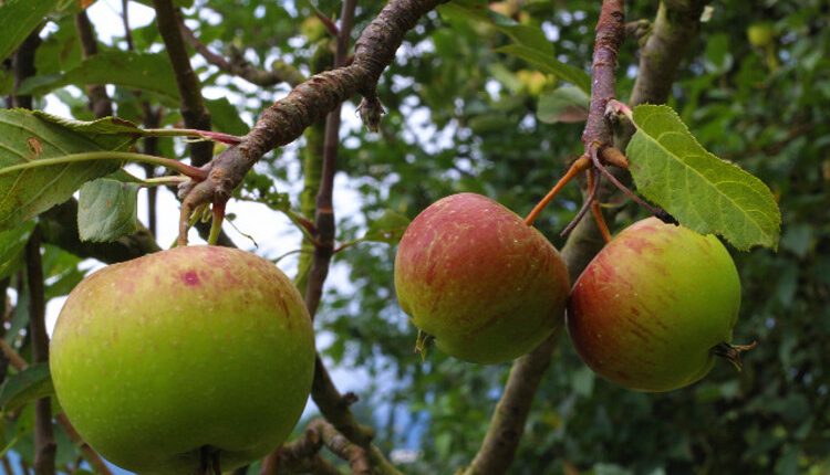 petik buah apel malang Kelompok Tani Makmur Abadi