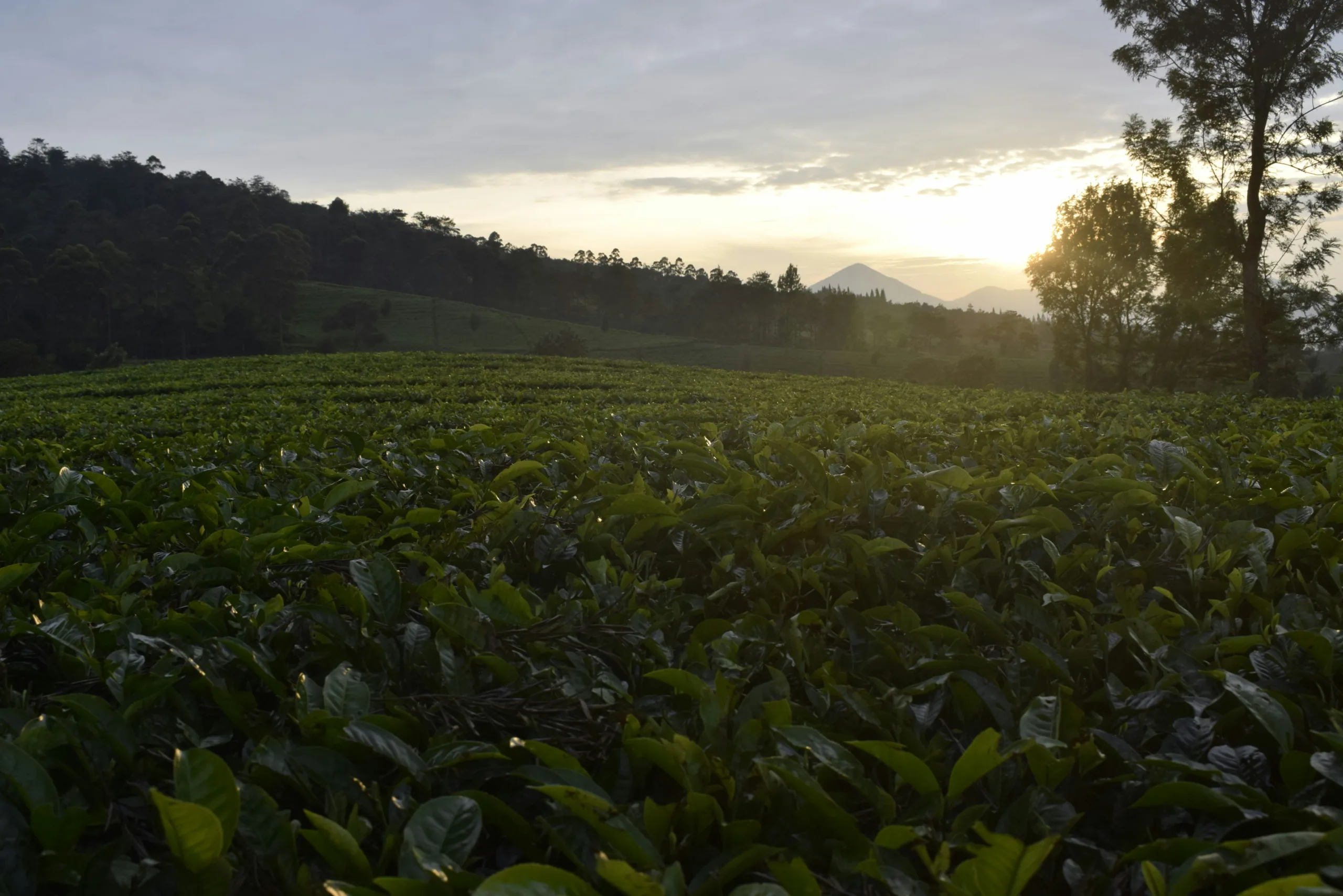 5 Tempat Wisata Kebun Teh Puncak Bogor Yang Asri Dan Sejuk