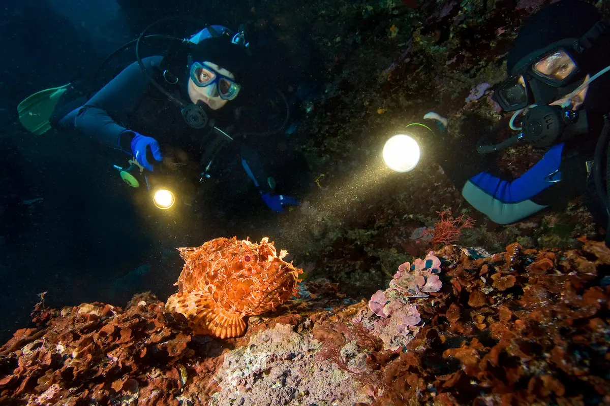 7 Night Diving Tips You Should Take Note Of