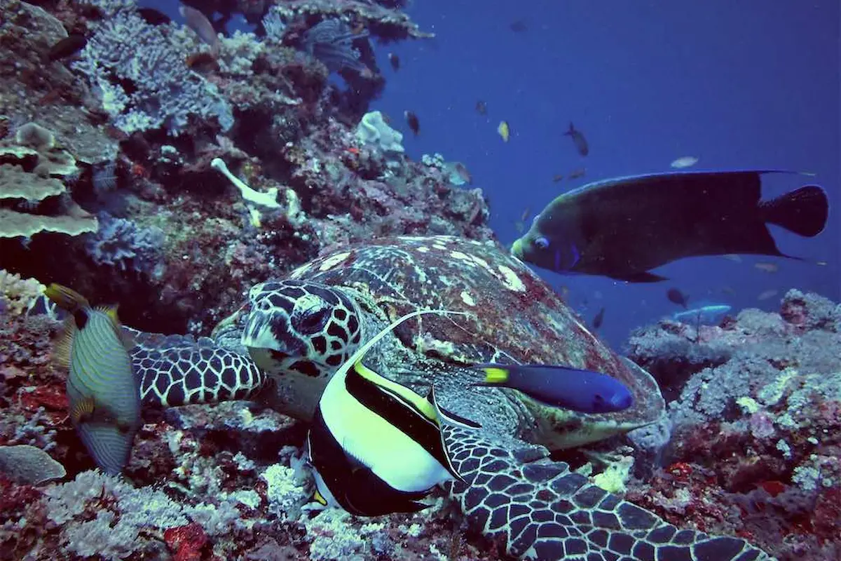 7 Spot Snorkeling di Nusa Penida yang Menakjubkan!