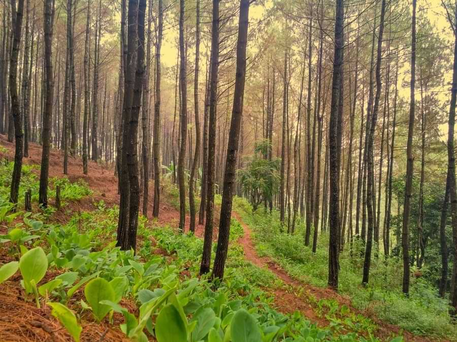 Liburan 24 Jam di Pacet Mojokerto, Cocok buat Healing!